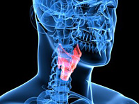 甲状腺・血管診療に特化 甲状腺・血管診療に特化