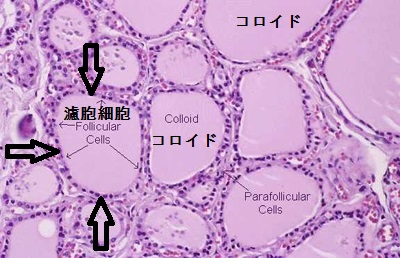 サイログロブリン、一体何をやってるの？[甲状腺 専門医]