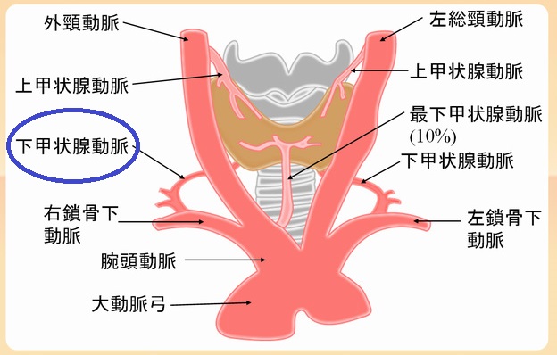 下甲状腺動脈の血流(ITA-PSV) 下甲状腺動脈の血流(ITA-PSV)