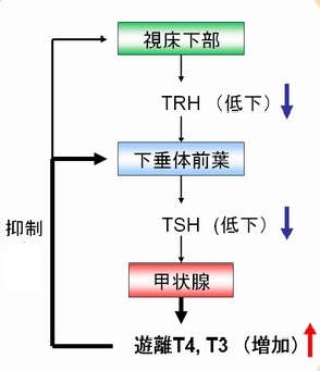 甲状腺機能亢進症/バセドウ病の調節機能への影響 甲状腺機能亢進症/バセドウ病の調節機能への影響