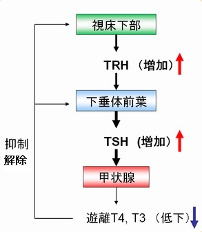 TSH産生下垂体腺腫の鑑別診断;橋本病など原発性甲状腺機能低下 TSH産生下垂体腺腫の鑑別診断;橋本病など原発性甲状腺機能低下