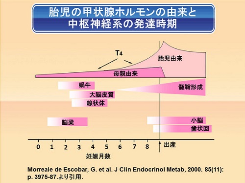 胎児の中枢神経系の発達時期 胎児の中枢神経系の発達時期