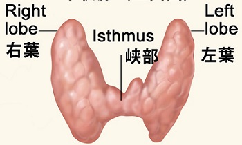 甲状腺の解剖 甲状腺の解剖
