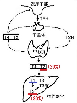 T3の比率 T3の比率