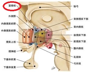 視床下部傍室核 視床下部傍室核