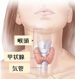 甲状腺の位置と大きさ 甲状腺の位置と大きさ