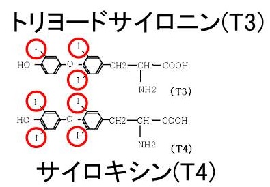 甲状腺ホルモン 甲状腺ホルモン