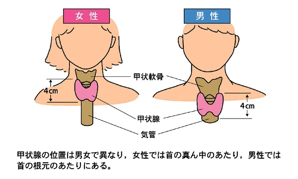 男性・女性の甲状腺の違い 男性・女性の甲状腺の違い