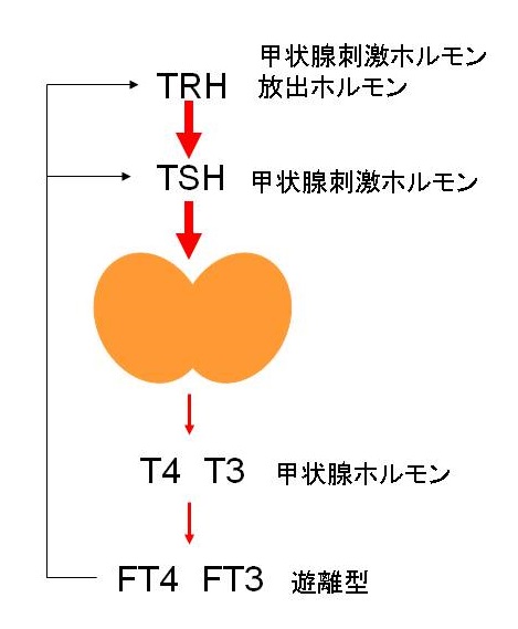 下垂体による甲状腺ホルモンの調節(簡易版)ppt