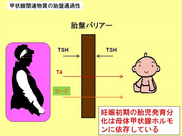 胎盤バリアー 胎盤バリアー