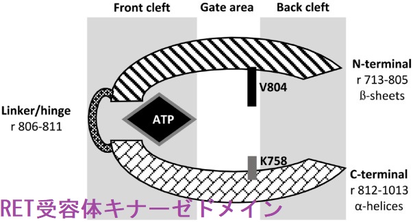 RET受容体キナーゼドメイン RET受容体キナーゼドメイン