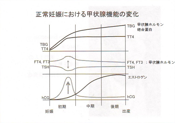 妊娠/出産/授乳と甲状腺[橋本病 バセドウ病 超音波検査 甲状腺 専門医