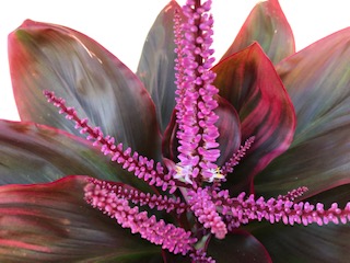 長崎甲状腺クリニック(大阪) 長崎甲状腺クリニック(大阪)