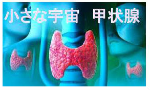 小さな宇宙 甲状腺 小さな宇宙 甲状腺
