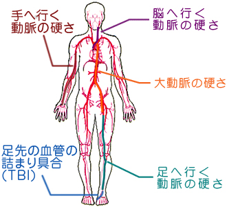 血管別血管年齢 血管別血管年齢