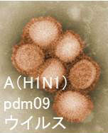タミフル(オセルタミビル)耐性変異インフルエンザウイルス タミフル(オセルタミビル)耐性変異インフルエンザウイルス