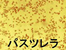 ネコ・イヌ・ウサギに咬まれ、引っ搔かれパスツレラ症 ネコ・イヌ・ウサギに咬まれ、引っ搔かれパスツレラ症