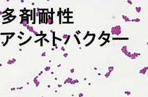 多剤耐性アシネトバクター 多剤耐性アシネトバクター