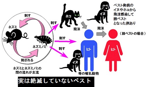 ペスト菌感染 ペスト菌感染