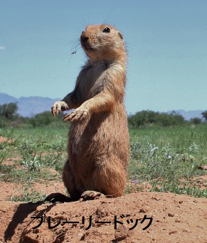 プレーリードック プレーリードック