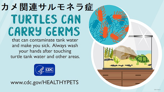 カメ関連サルモネラ症 カメ関連サルモネラ症