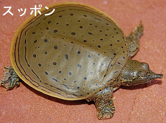 スッポン スッポン