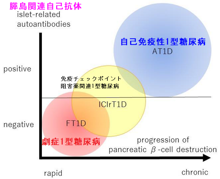 劇症1型糖尿病とバセドウ病・甲状腺機能亢進症の合併 劇症1型糖尿病とバセドウ病・甲状腺機能亢進症の合併