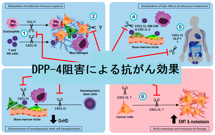 DPP-4阻害による抗がん効果 DPP-4阻害による抗がん効果