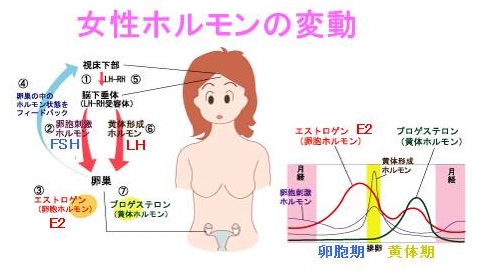 生理周期とホルモン 生理周期とホルモン
