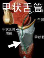 甲状舌管 甲状舌管