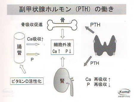 副甲状腺の役割 副甲状腺の役割
