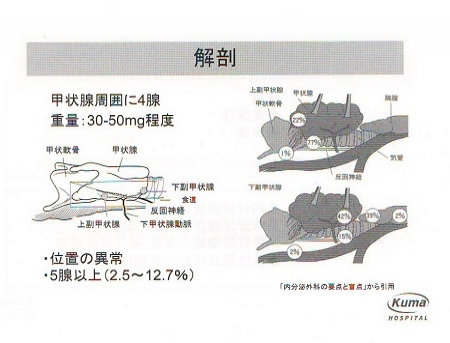 副甲状腺の位置 副甲状腺の位置