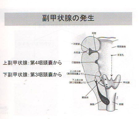 副甲状腺の発生 副甲状腺の発生