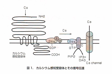 常染色体性優性低カルシウム血症 常染色体性優性低カルシウム血症