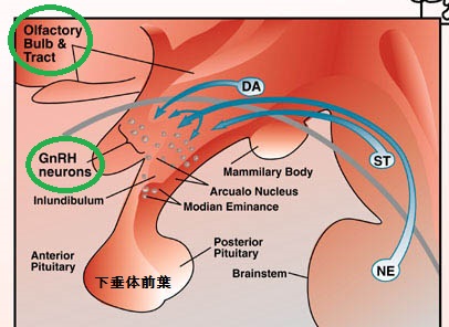 カルマン(Kallmann)症候群 カルマン(Kallmann)症候群