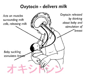 オキシトシン オキシトシン