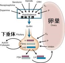 下垂体性ゴナドトロピン分泌亢進症 下垂体性ゴナドトロピン分泌亢進症
