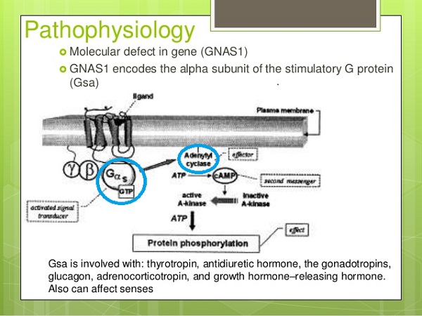 偽性副甲状腺機能低下症の原因 偽性副甲状腺機能低下症の原因