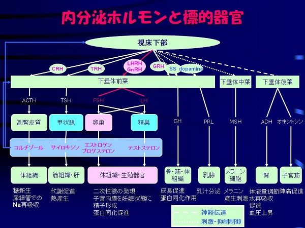 内分泌ホルモンと標的器官 内分泌ホルモンと標的器官