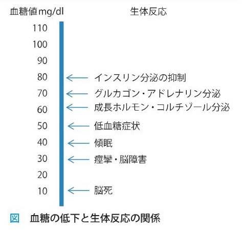 低血糖症の病態 低血糖症の病態