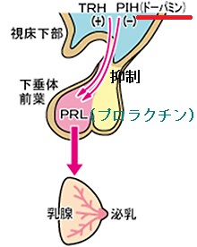 ドーパミンとプロラクチン ドーパミンとプロラクチン