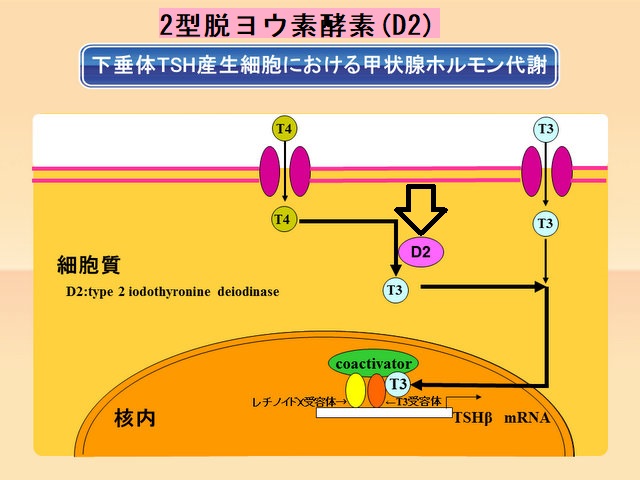 成長ホルモンとは？｜成人の成長ホルモン分泌不全症｜ファイザー