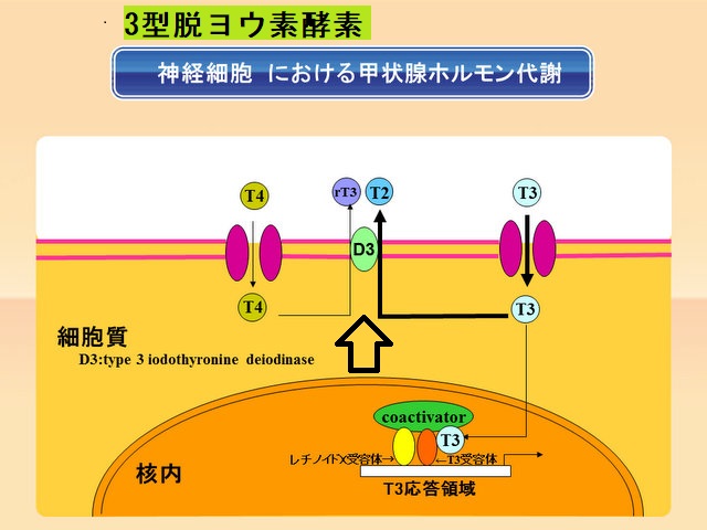 3型脱ヨウ素酵素(D3) 3型脱ヨウ素酵素(D3)