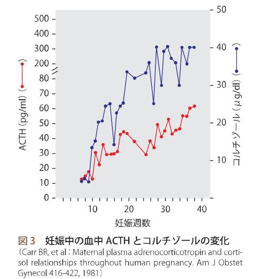 妊娠中の副腎ホルモン 妊娠中の副腎ホルモン