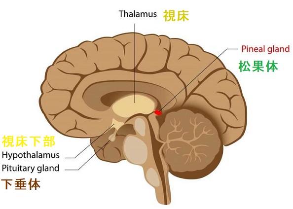 松果体 松果体