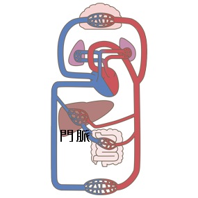 門脈圧亢進性 門脈圧亢進症