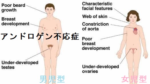 内分泌(ホルモン)の病気(副甲状腺/副腎/下垂体/妊娠・不妊