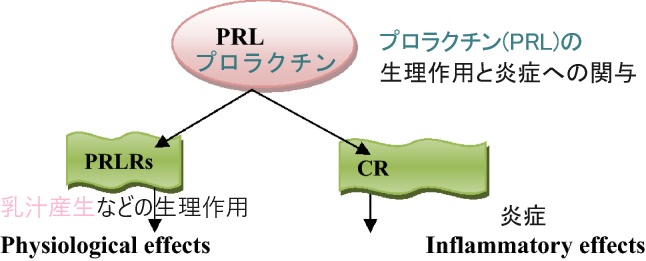 プロラクチン(PRL)の生理作用と炎症への関与 プロラクチン(PRL)の生理作用と炎症への関与