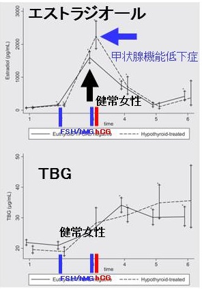 FSH/hMG、hCG注射後のエストラジオール、TBG上昇 FSH/hMG、hCG注射後のエストラジオール、TBG上昇