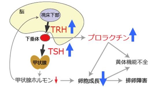 TRH、プロラクチン制御機構 TRH、プロラクチン制御機構